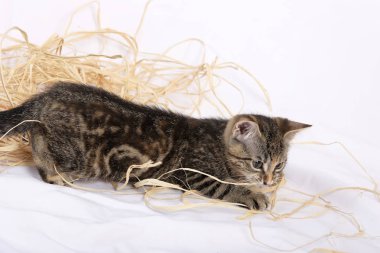 Beyaz arka plan üzerinde izole saman ile oynayan sevimli yavru kedi