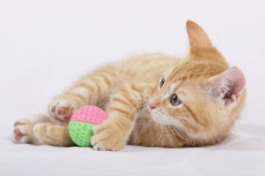 zencefil kedi beyaz yatak örtüsü üzerinde topu oyuncakla oynamak 