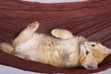 küçük şirin zencefil kedi Hamakta yatan yakın çekim 