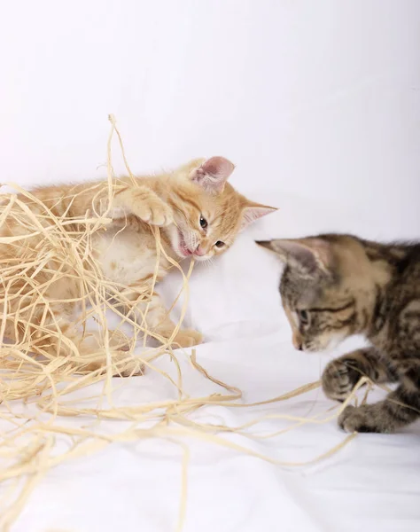 Pequenos Gatinhos Bonitos Jogando Juntos Fundo Branco — Fotografia de Stock