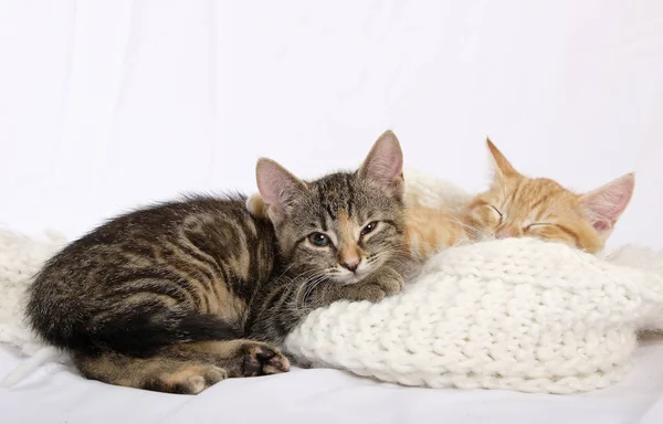 Pequenos Gatinhos Bonitos Dormindo Cachecol Malha Quente — Fotografia de Stock