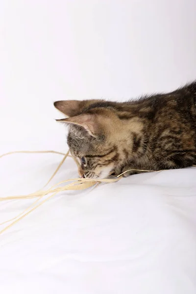 Gatinho Bonito Brincando Com Palha Isolada Fundo Branco — Fotografia de Stock