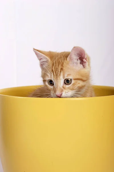 Mały Uroczy Kot Imbir Siedzi Żółte Doniczki Białym Tle — Zdjęcie stockowe