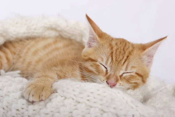 little cute ginger kitten sleeping on warm knitted scarf