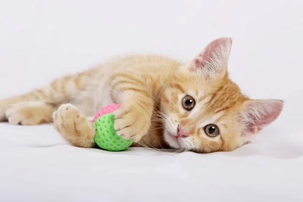 Jengibre Gato Jugando Con Bola Juguete Blanco Cama Cubierta —  Fotos de Stock