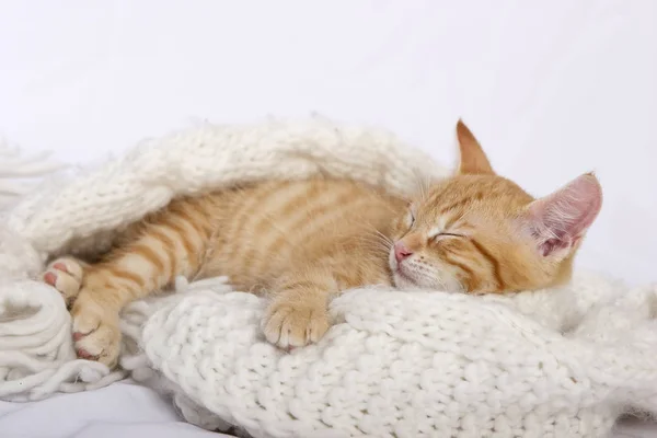 Little Cute Ginger Kitten Sleeping Warm Knitted Scarf — Stock Photo, Image