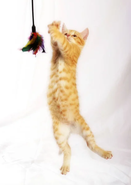 Pouco Bonito Gengibre Gatinho Saltando Jogar Com Penas Brinquedo Fundo — Fotografia de Stock