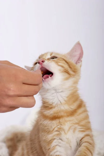 ハンドフィーディングかわいい生姜猫 — ストック写真
