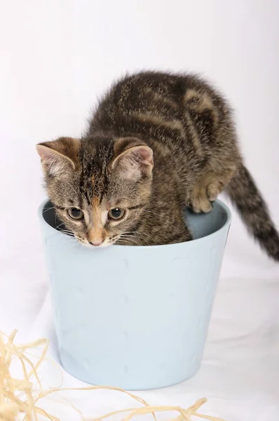 Carino Gattino Vaso Fiori Blu Primo Piano — Foto Stock