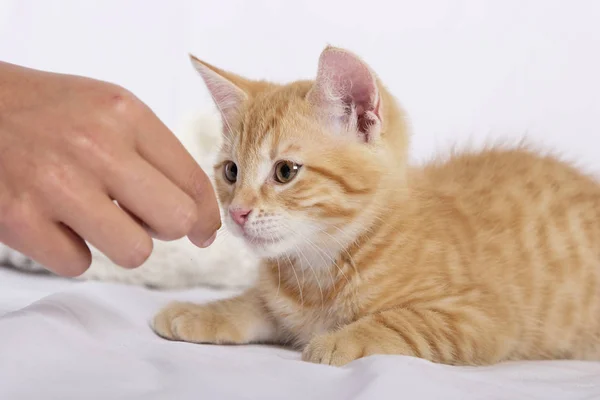 Mão Alimentação Pouco Bonito Gengibre Gato — Fotografia de Stock