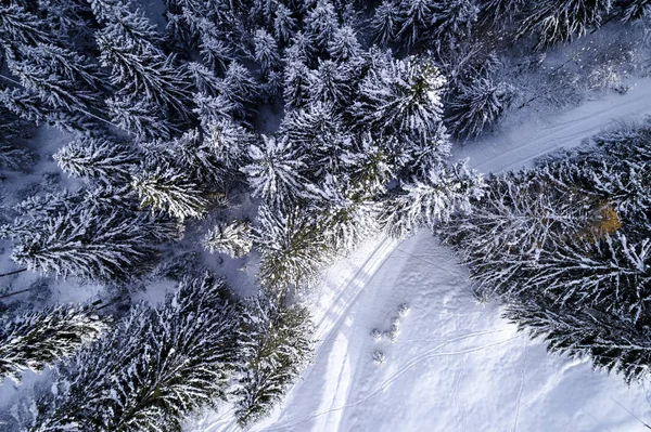 aerial view of snow covered forest at sunny winter day