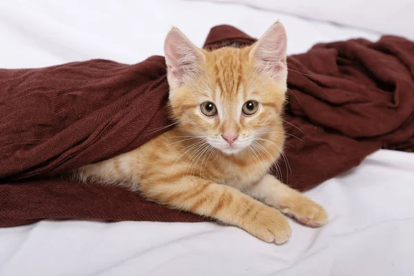 Little Cute Ginger Cat Lying Hammock Close — Stock Photo, Image