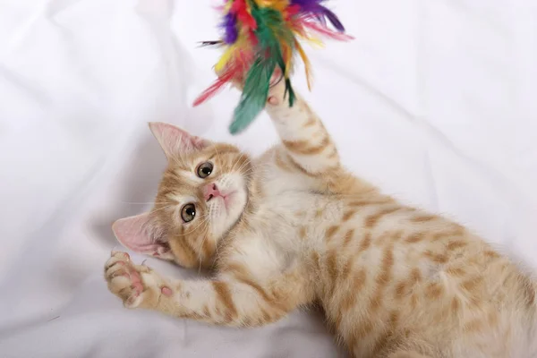 Pouco Bonito Gengibre Gatinho Jogar Com Penas Brinquedo Fundo Branco — Fotografia de Stock