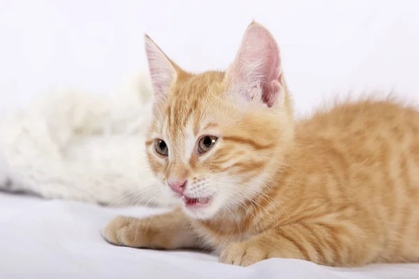 白いベッドカバーの上に暖かいウールのスカーフの近くに横たわっている間 脇を見て小さなかわいい生姜子猫 — ストック写真
