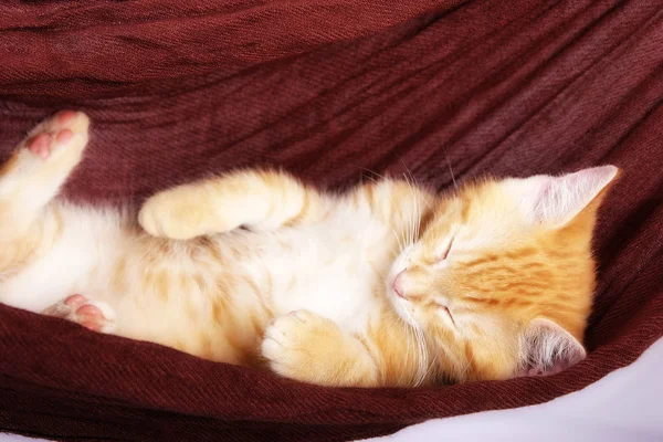 Little Cute Ginger Cat Sleeping While Lying Hammock Close — Stock Photo, Image