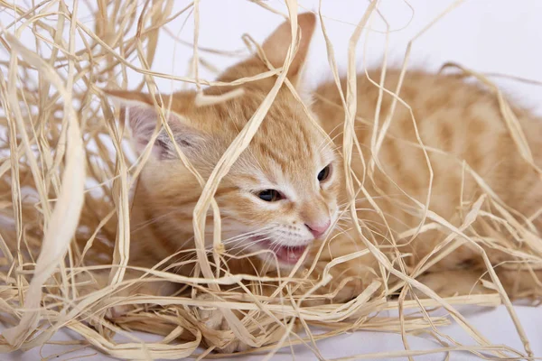 şirin zencefil kedi saman ile oynamaya yakın çekim 