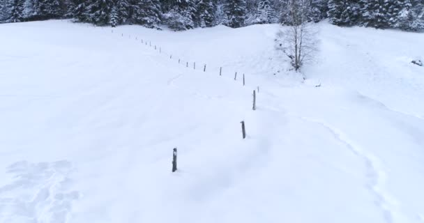 Schilderachtig Uitzicht Van Sneeuw Bedekt Naaldhout Bos Bij Winterdag — Stockvideo