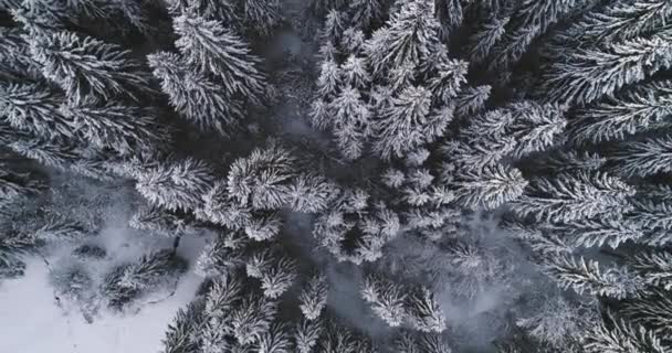 Aerial View Snow Covered Forest Winter Day — Stock Video