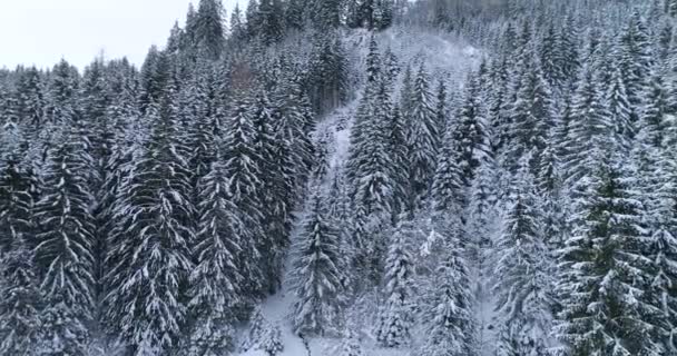 雪の空撮は 冬の日に森を覆われています — ストック動画