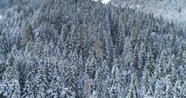Vista Aérea Floresta Coberta Neve Dia Inverno — Vídeo de Stock