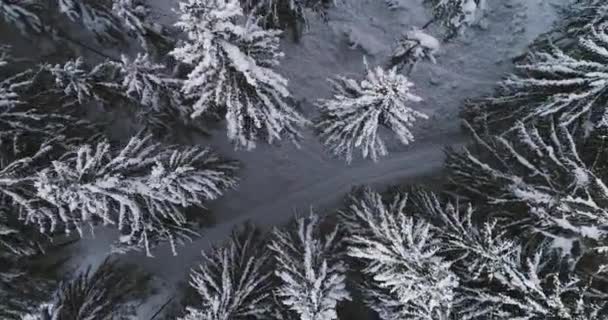 Luchtfoto Van Sneeuw Bedekt Bos Bij Winterdag — Stockvideo