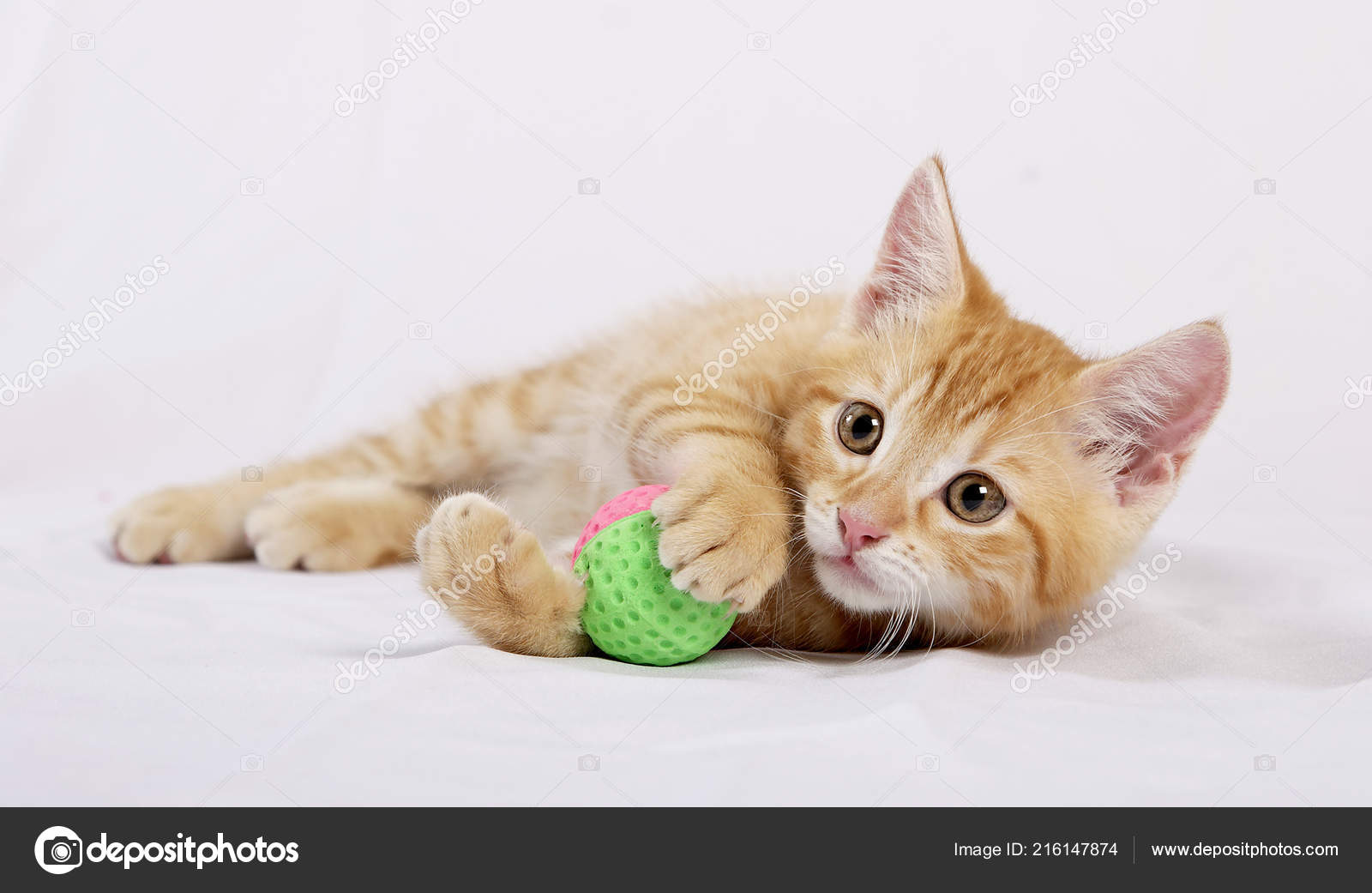 cat playing ball