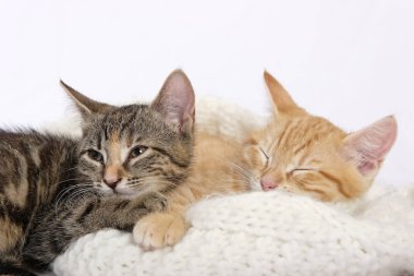 sıcak örme eşarp üzerinde uyuyan küçük şirin kedi yavrusu