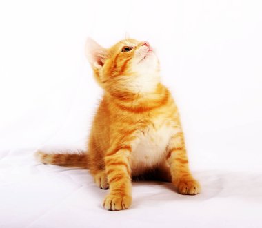 beyaz yatak örtüsü üzerinde oturan ve ararken küçük şirin zencefil kedi 