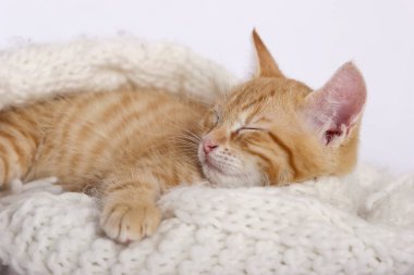 küçük şirin zencefil kedi sıcak örme eşarp üzerinde uyuyor