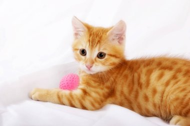 zencefil kedi beyaz yatak örtüsü üzerinde topu oyuncakla oynamak 