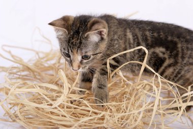 Beyaz arka plan üzerinde izole saman ile oynayan sevimli yavru kedi