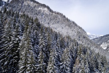 kar hava görünümünü orman güneşli kış gününde kaplı.