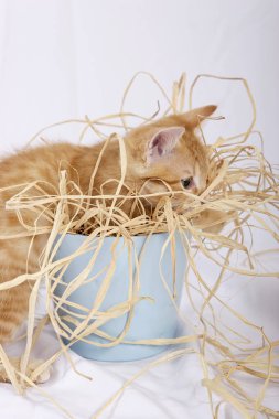 mavi saksının içinde oynarken saman ile zencefil yavru kedi yakın çekim  