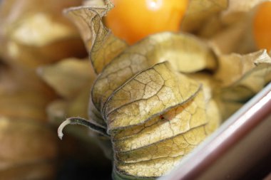 egzotik physalis meyve üzerinde arka plan, yakın çekim bulanık 