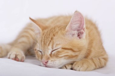 küçük şirin zencefil kedi beyaz yatak örtüsü üzerinde yalan yakın çekim 