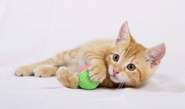 zencefil kedi beyaz yatak örtüsü üzerinde topu oyuncakla oynamak 