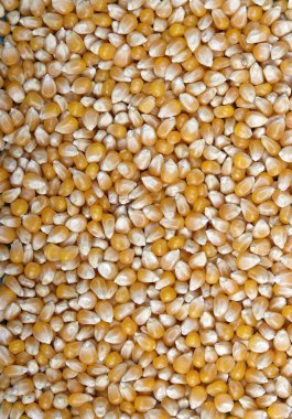 kuru mısır tohumu yığını, yakın çekim 