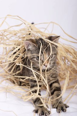 Beyaz arka plan üzerinde izole saman ile oynayan sevimli yavru kedi