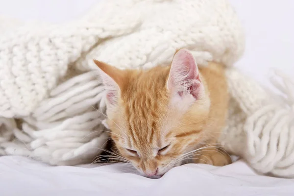 Kleine Schattige Gember Kat Slapen Witte Bed Cover Close — Stockfoto