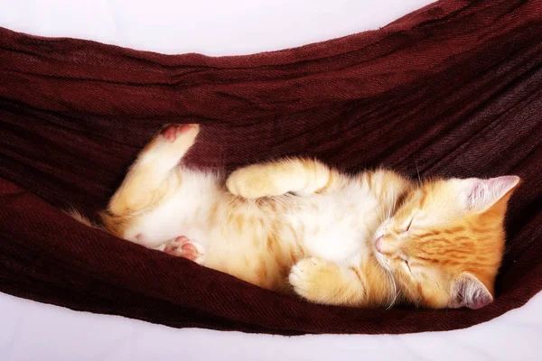 Beautiful Ginger Kitten Sleeping Hammock Close — Stock Photo, Image