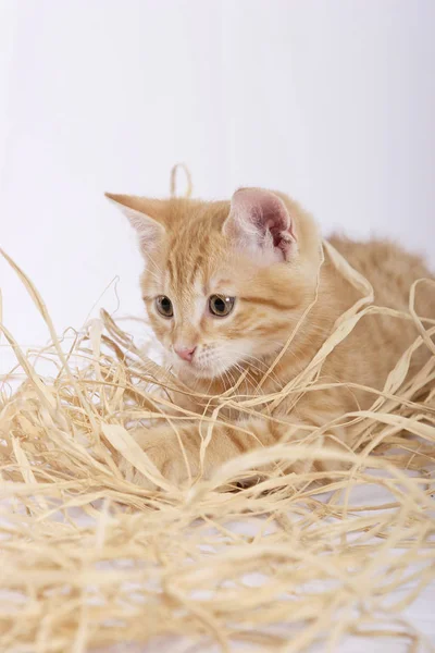 Bonito Gengibre Gato Jogar Com Palha Close — Fotografia de Stock