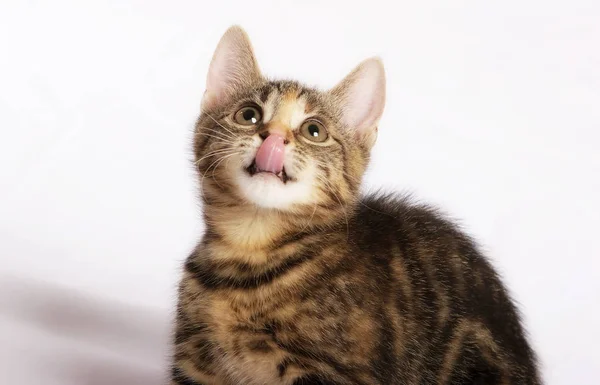 Beyaz Arka Planda Izole Edilmiş Küçük Şirin Kedi Yakın Plan — Stok fotoğraf