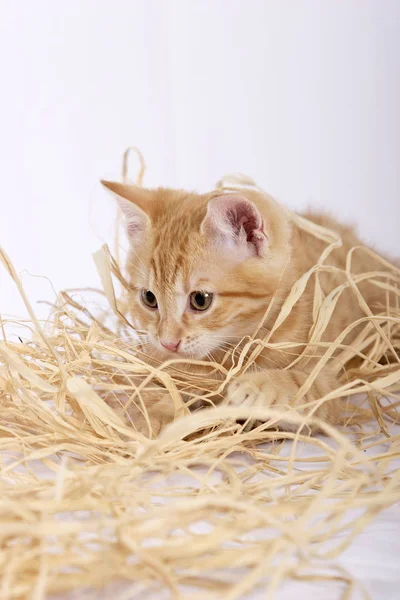 Cute Ginger Cat Playing Straw Close — Stock Photo, Image