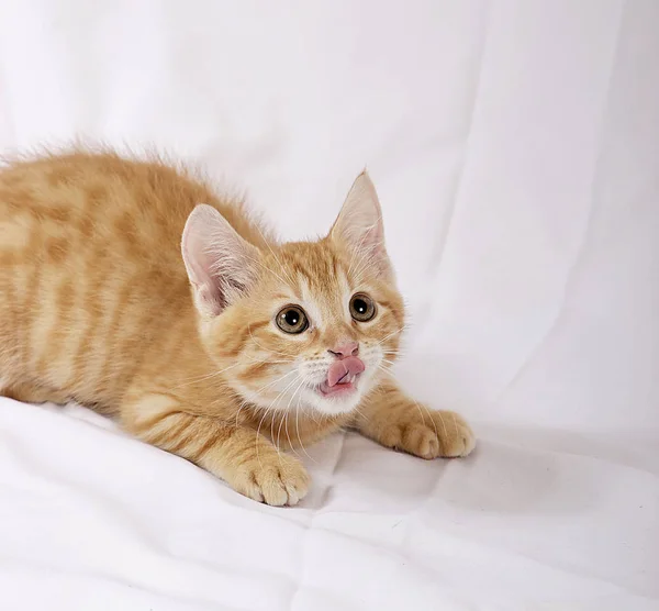 Pequeno Bonito Gengibre Gato Sentado Branco Cama Tampa Olhando Para — Fotografia de Stock