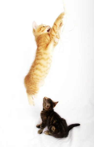 Little Cute Kittens Playing Together White Background — Stok fotoğraf