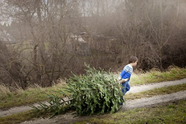 Sarışın Çocuk Yaşlı Noel Ağacını Dışarı Çekiyor — Stok fotoğraf