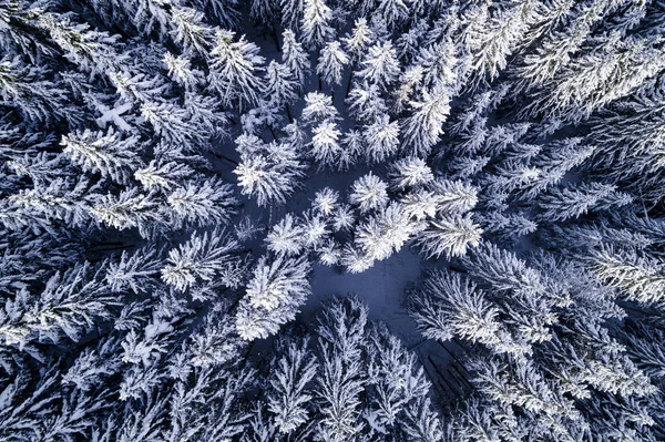 aerial view of snow covered forest at sunny winter day