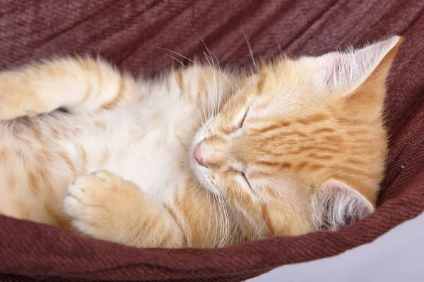 Beautiful Ginger Kitten Sleeping Hammock Close — Stock Photo, Image