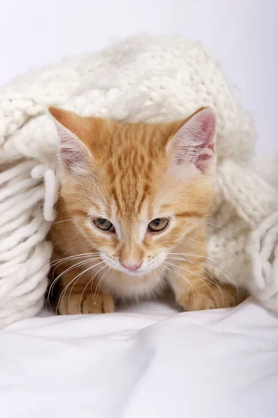 Little Cute Ginger Kitten Warm Woolen Scarf Lying White Bed — Stock Photo, Image