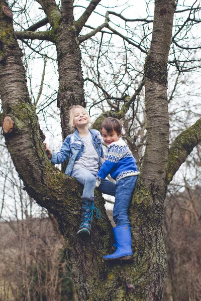 Kleine Schattige Jongen Met Zus Klimmen Boom Tuin — Stockfoto